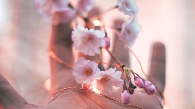 Open hand cradling cherry blossoms on tree