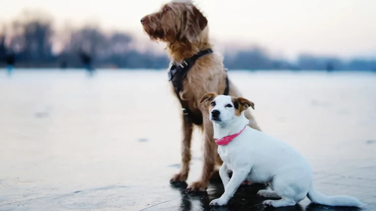 big dog next to small dog