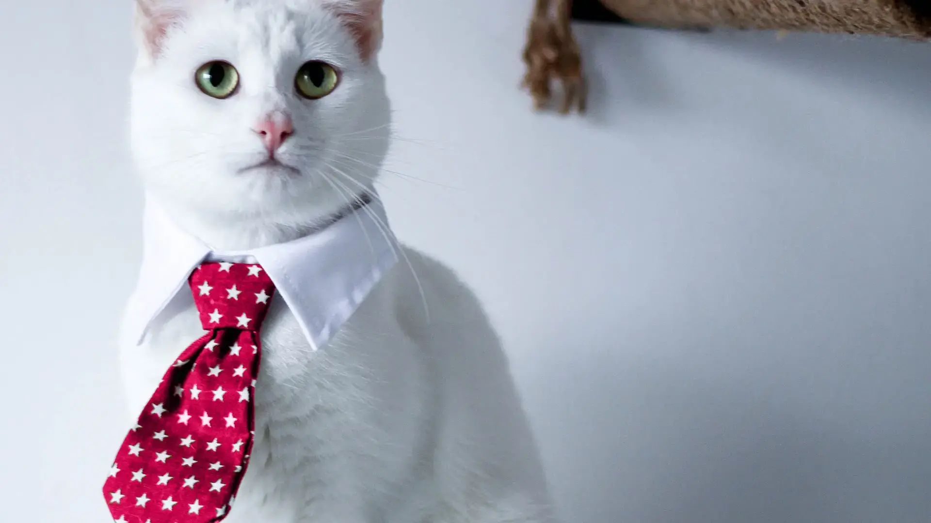 Cat wearing a dress shirt and tie.