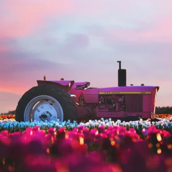 tractor in field of flowers
